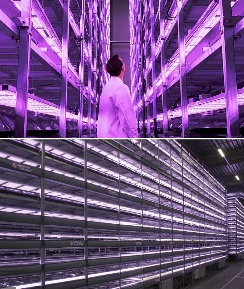vertical farming in buildings