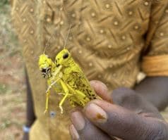 natural disasters in africa