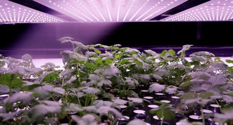 vertical farms agriculture
