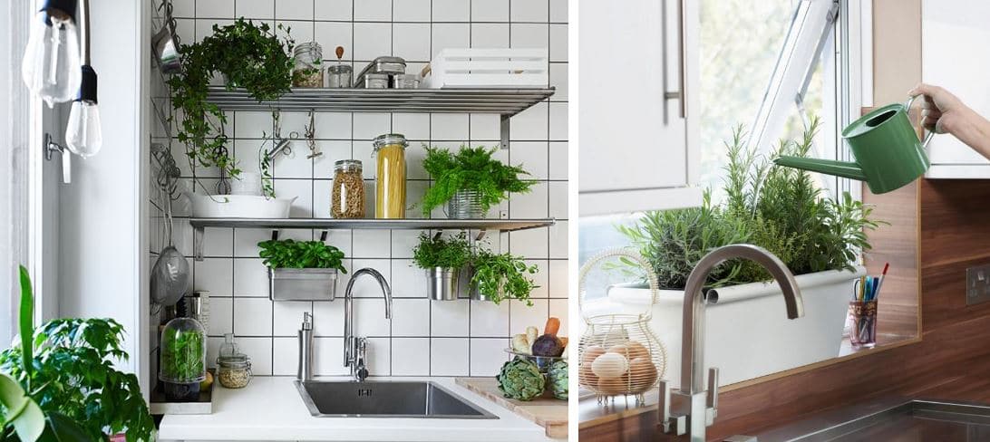 aromatic kitchen plants