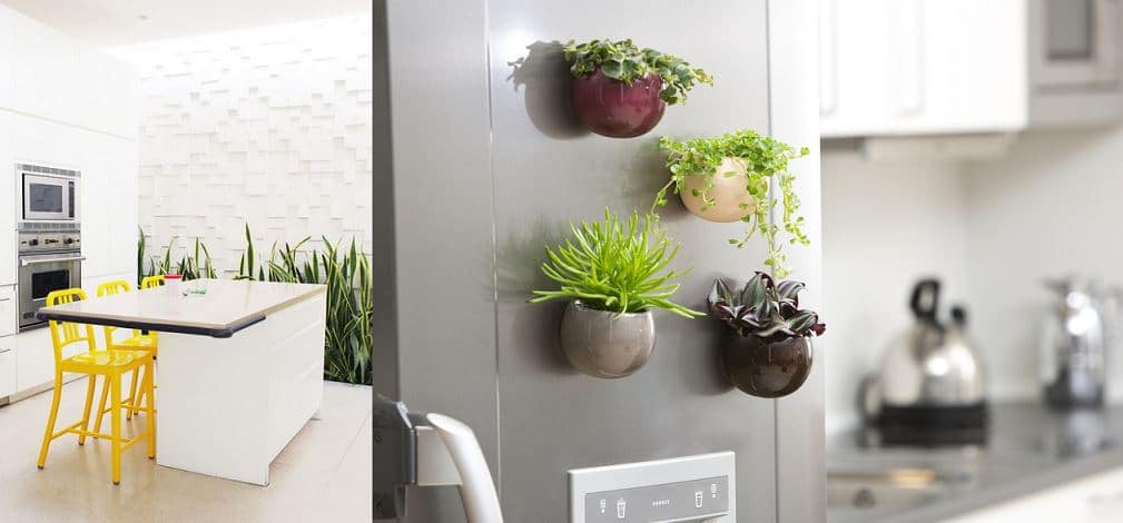 plants in the kitchen