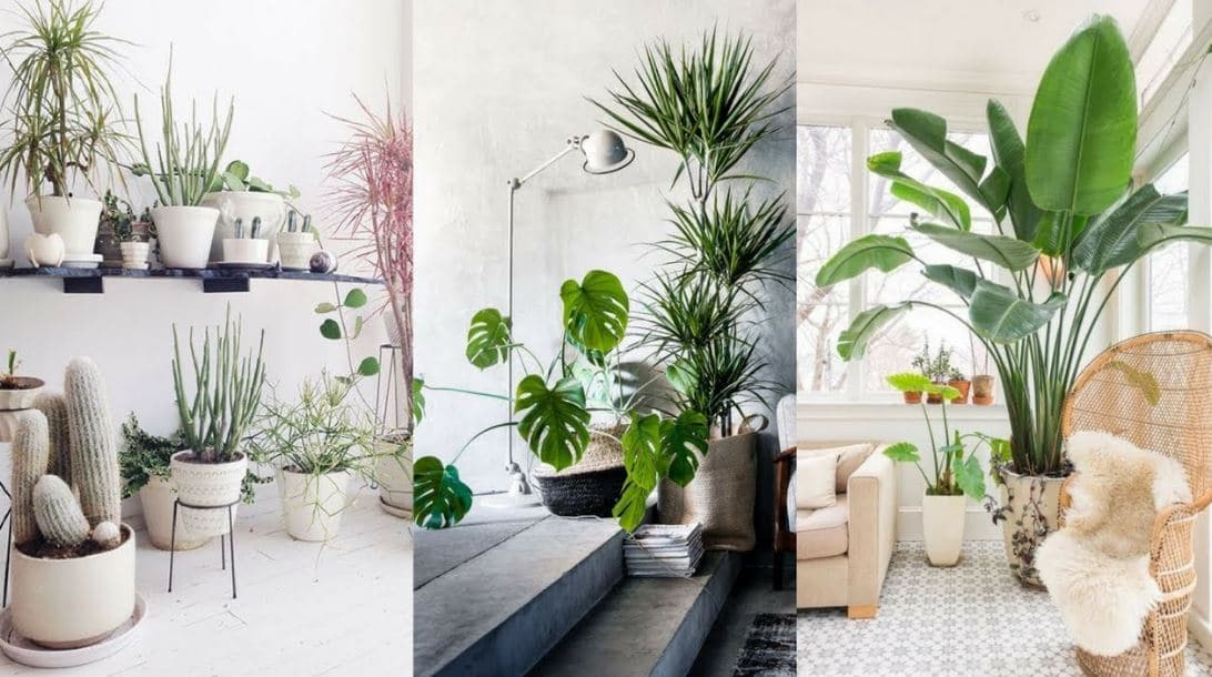 house plants
